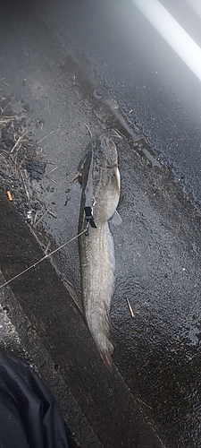 ナマズの釣果