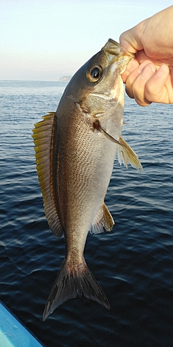 イサキの釣果