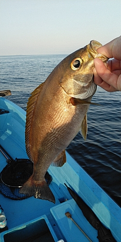 イサキの釣果