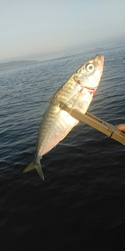 ムロアジの釣果