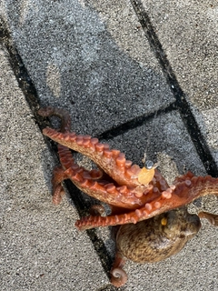 タコの釣果