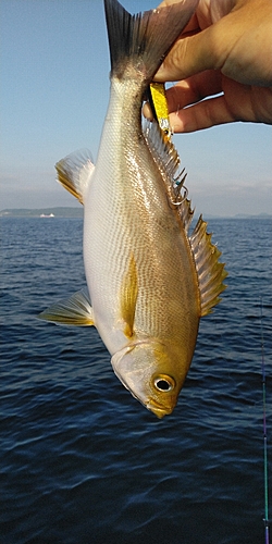 イサキの釣果