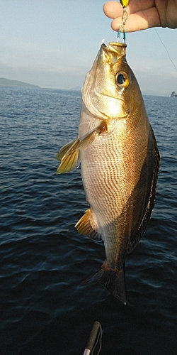 イサキの釣果