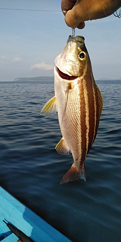 イサキの釣果