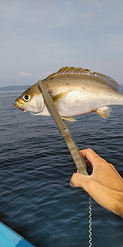 イサキの釣果