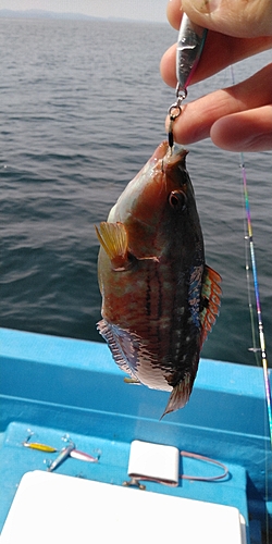 ホシササノハベラの釣果