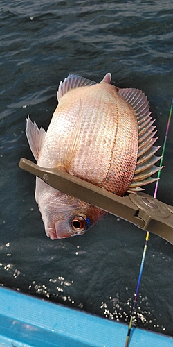 マダイの釣果