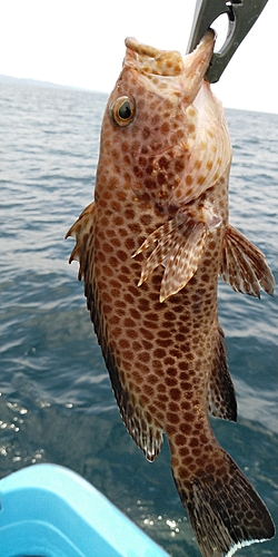 オオモンハタの釣果