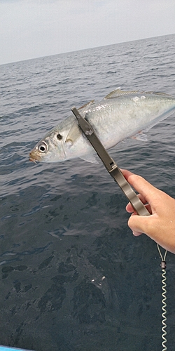 ムロアジの釣果