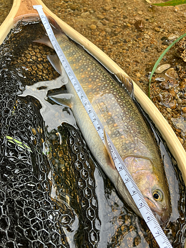 イワナの釣果