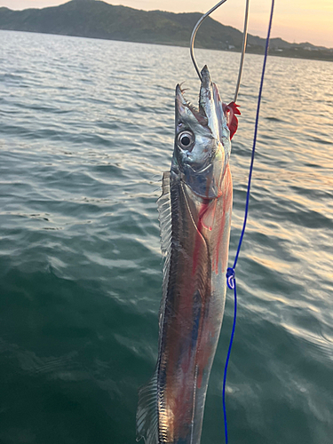 タチウオの釣果