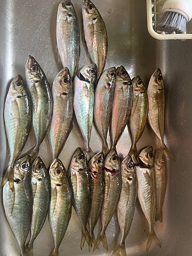 マアジの釣果