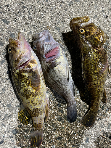 タケノコメバルの釣果