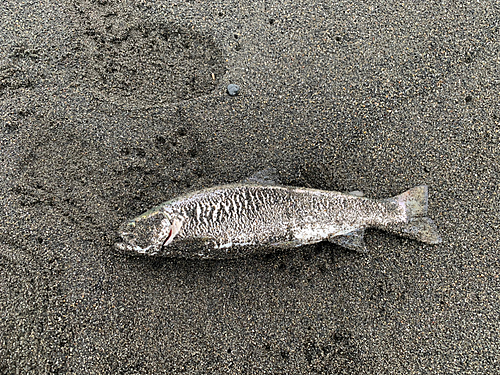 アメマスの釣果