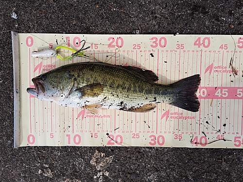 ブラックバスの釣果