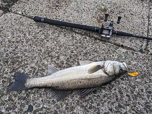 セイゴ（マルスズキ）の釣果