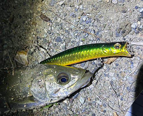 シーバスの釣果