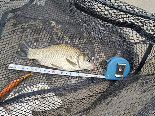 マブナの釣果