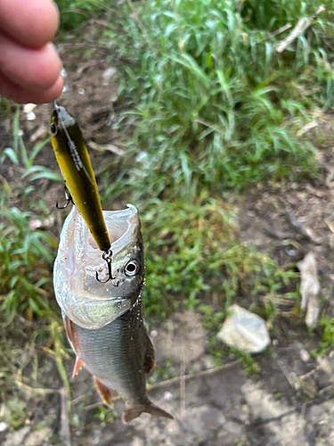 ハスの釣果