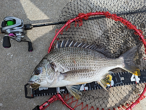 キビレの釣果