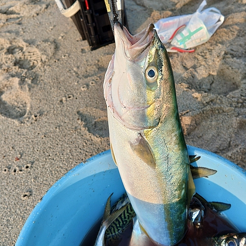 イナダの釣果