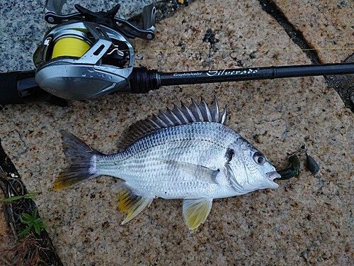 キビレの釣果