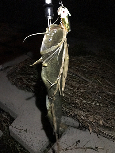 マナマズの釣果