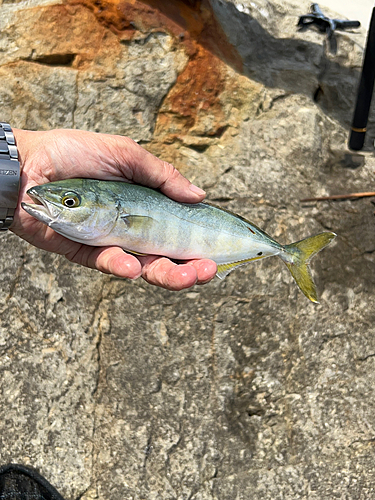 ワカシの釣果