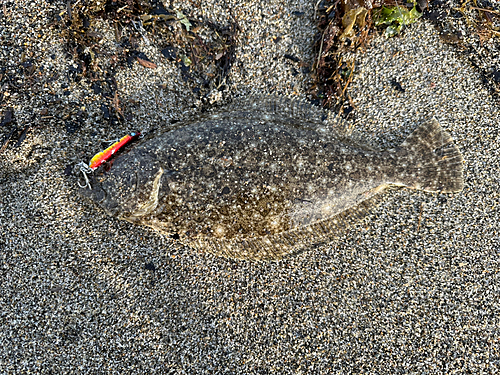 ヒラメの釣果