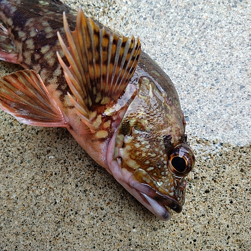 カサゴの釣果