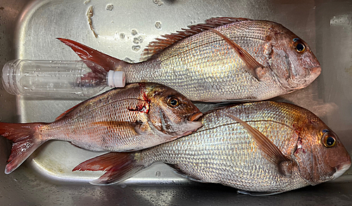 タイの釣果