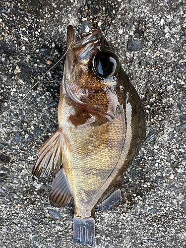 メバルの釣果