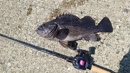 クロソイの釣果