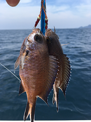 スズメダイの釣果