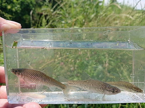 クチボソの釣果