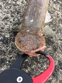 エソの釣果