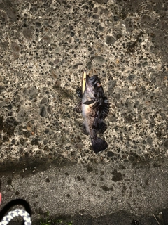 クロソイの釣果