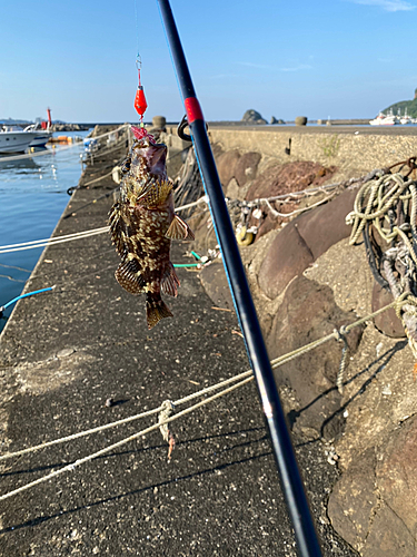 アラカブの釣果