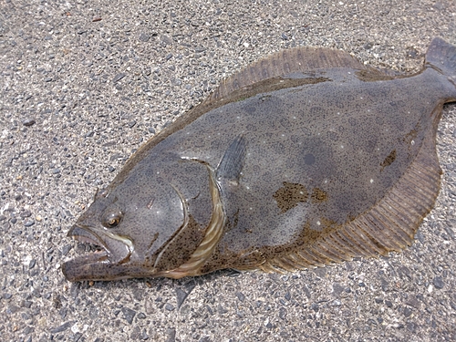 ヒラメの釣果