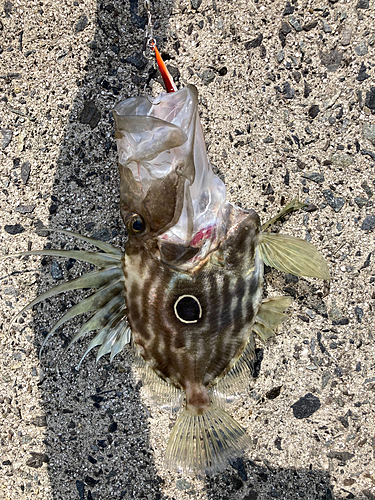 マトウダイの釣果