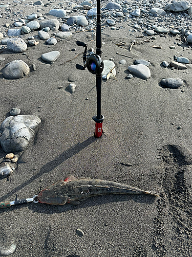 マゴチの釣果