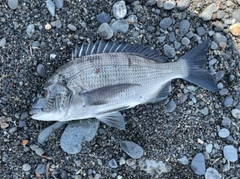 クロダイの釣果