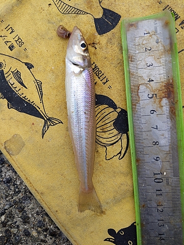 キスの釣果