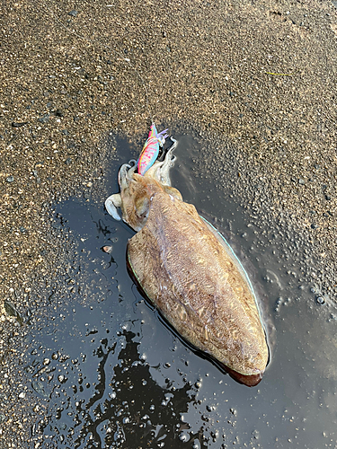 モンゴウイカの釣果