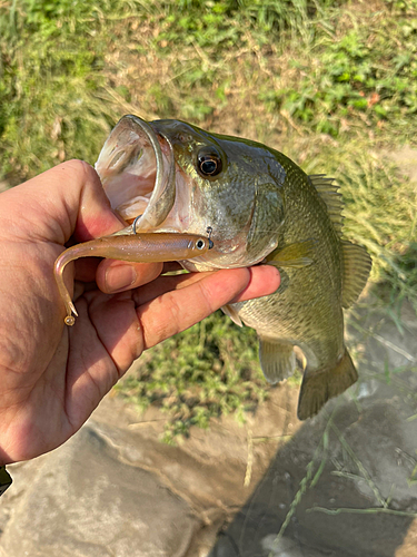 ラージマウスバスの釣果