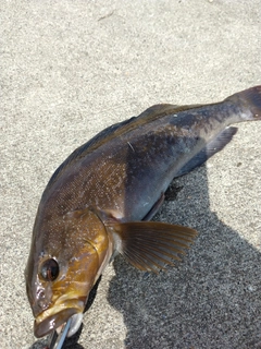 アイナメの釣果