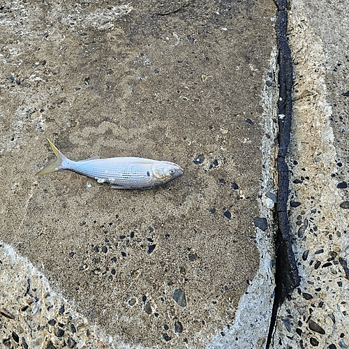 サバの釣果