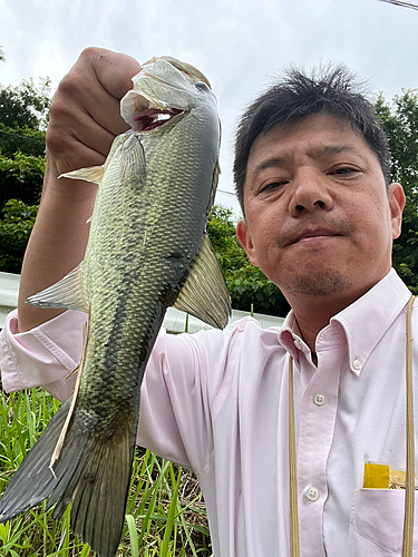 ラージマウスバスの釣果