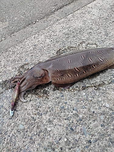 モンゴウイカの釣果