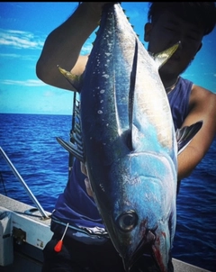 キハダマグロの釣果